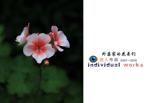 奶奶的花