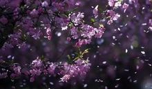 假如我有一片桃林