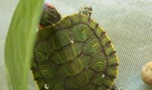 我是一只小乌龟