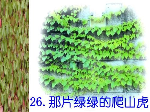 参观那块爬行者