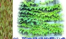 访那一片爬山虎