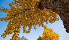 我喜欢秋天的银杏树