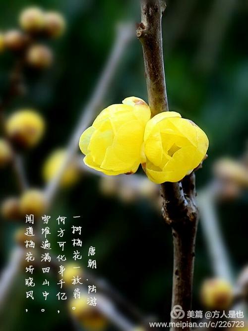 我最喜欢的冬莓