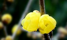 我最喜欢的腊梅