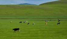 内蒙古的大草原