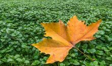 我发现了落叶的秘密