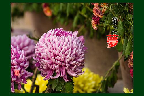 菊花在冷风中