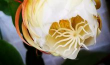 生命如昙花一现