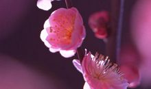 寒冬里的一束暖阳