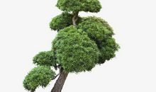 一棵松树的自白