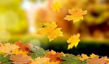 我爱秋天的落叶