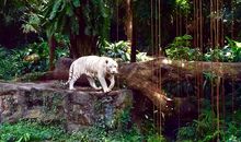 新加坡动物园游记