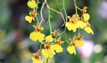 流年似水间，花香亦如梦_800字