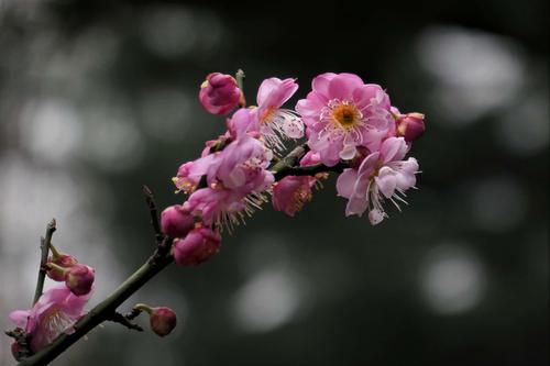 认识梅园