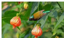 春色满园_1200字