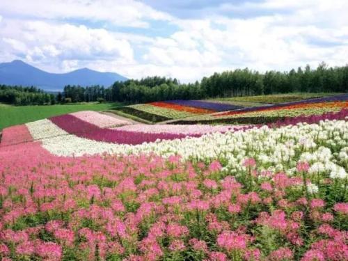 花节