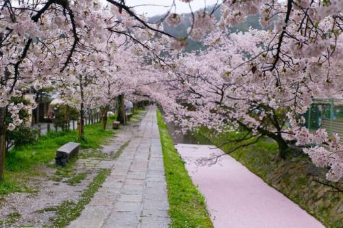 樱花哲学