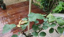 树叶里的大发现