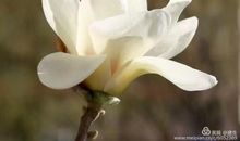 那抹沁人心脾的芳菲