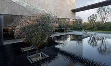 千变万化的大树