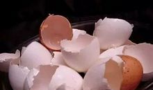 奇妙的鸡蛋壳之旅