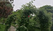 美丽的沙坪公园