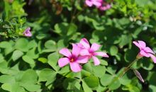 在春光烂漫的日子里