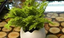 为班级增添一分绿意