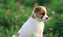 小狗终于懂事了