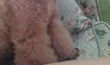 我的狗——溜溜