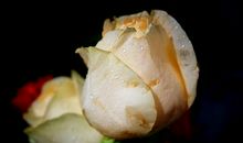 小和尚念经——有口无心