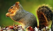 描写松鼠的作文