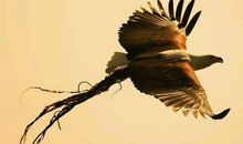 三只小鸟的故事