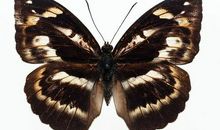 美丽的蝴蝶标本