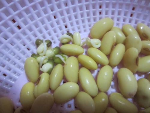 观察大豆的生长