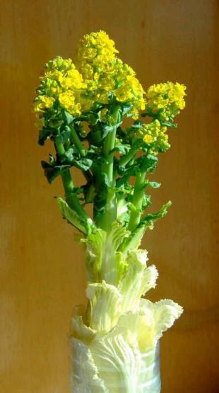 白菜花