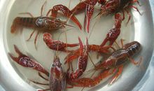 不一样的钓龙虾