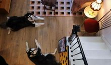 狗到咱班“串门”了