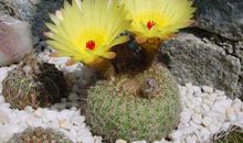 我渐渐地喜欢上了仙人球