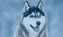 我发现了狼的习性