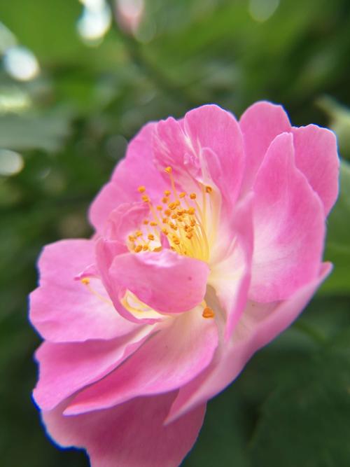 花诗