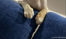 我的萌宠小龙虾