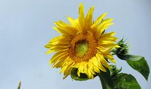 当花儿还在微笑