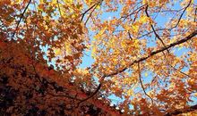 香山枫叶让我陶醉