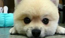 一只可爱的小狗