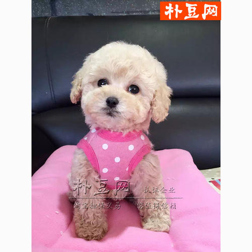 最珍贵的玩具