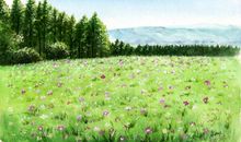 大自然是我的家园