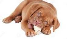 小狗和他的肉骨头