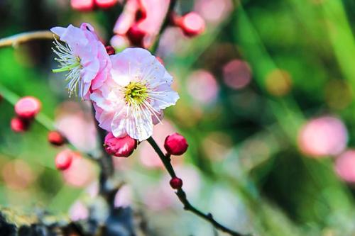 暗香之花