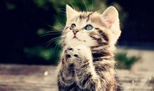 猫的心愿